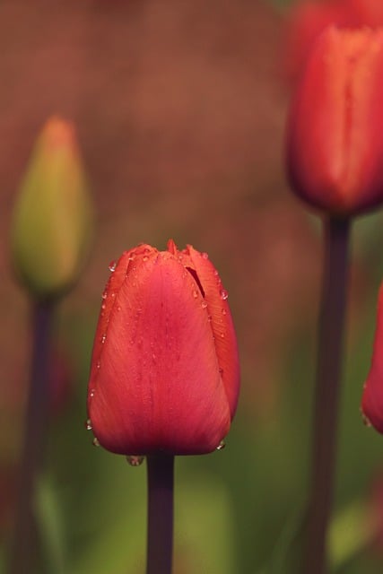 Free download tulips season flower spring free picture to be edited with GIMP free online image editor