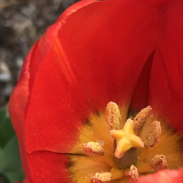 Безкоштовно завантажте Tulips Spring Bloom Perennial - безкоштовну фотографію або малюнок для редагування в онлайн-редакторі зображень GIMP