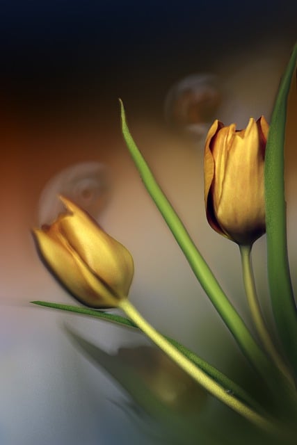 Free download tulips spring bouquet bokeh free picture to be edited with GIMP free online image editor