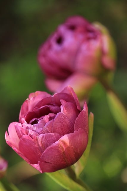 Free download tulips spring early bloomer free picture to be edited with GIMP free online image editor