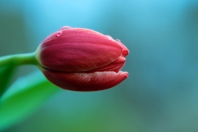 Free download tulips spring flower flower blossom free picture to be edited with GIMP free online image editor