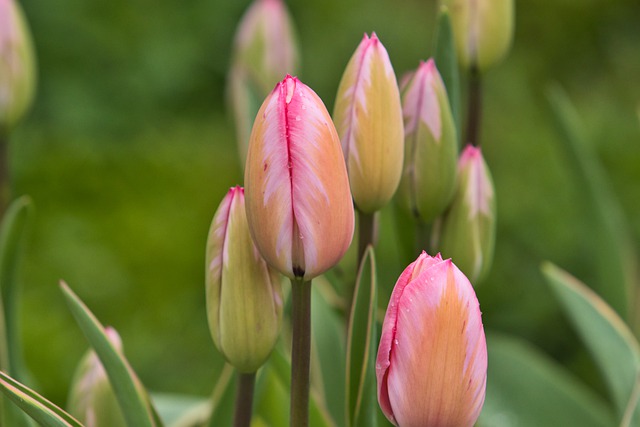Free download tulips spring flower garden rosa free picture to be edited with GIMP free online image editor