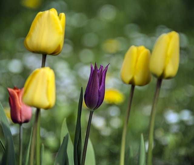 Free download tulips spring flowers blossom free picture to be edited with GIMP free online image editor