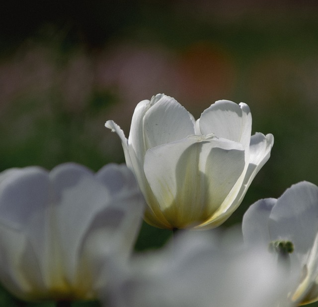 Free download tulips spring flowers white tulips free picture to be edited with GIMP free online image editor