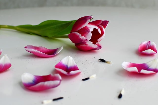 Free download tulips spring petals flowers free picture to be edited with GIMP free online image editor