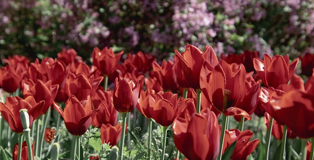 Free download tulips spring red tulips free picture to be edited with GIMP free online image editor