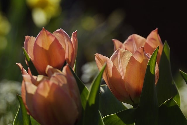 Free download tulips spring shining lichtspiel free picture to be edited with GIMP free online image editor
