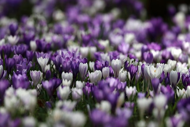 Free download tulips springtime flowers free picture to be edited with GIMP free online image editor