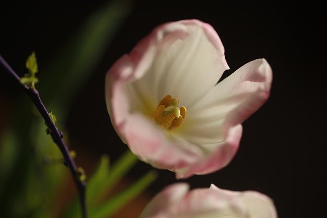 Free download Tulip Stamp Blossom -  free photo or picture to be edited with GIMP online image editor