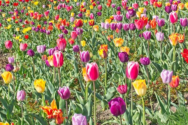 Free download Tulips Tulip Field Spring -  free photo or picture to be edited with GIMP online image editor