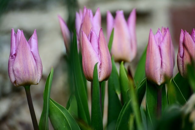 Free download tulips tulip flowers blossoms free picture to be edited with GIMP free online image editor