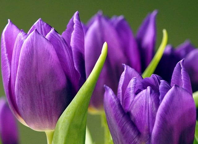 Free download tulips violet blossom bloom nature free picture to be edited with GIMP free online image editor