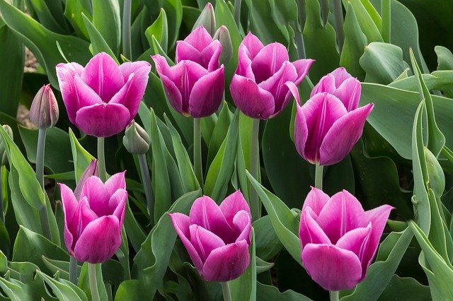 Descarga gratuita Tulips Violet Flowers - foto o imagen gratuita para editar con el editor de imágenes en línea GIMP