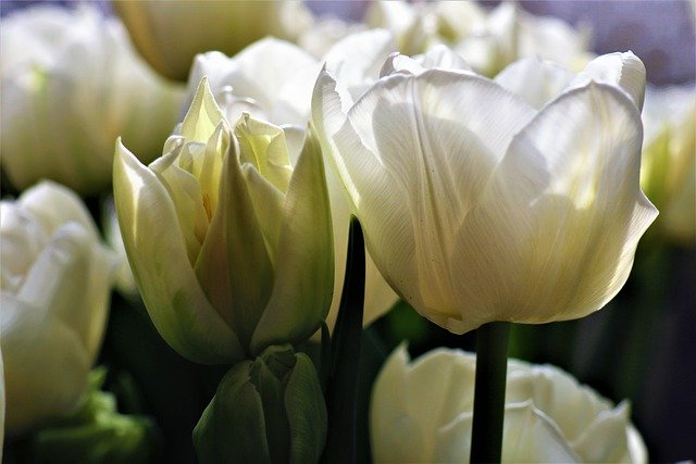 Free download tulips white flowers bouquet spring free picture to be edited with GIMP free online image editor