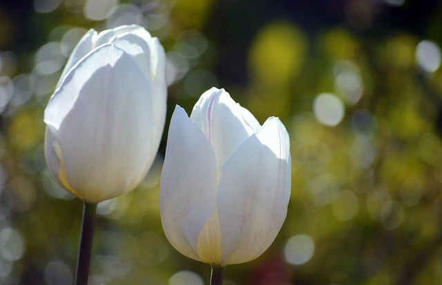 Free download tulips white tulips white flowers free picture to be edited with GIMP free online image editor