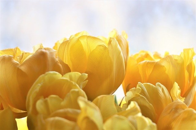 Free download Tulips Yellow Flowers -  free photo or picture to be edited with GIMP online image editor