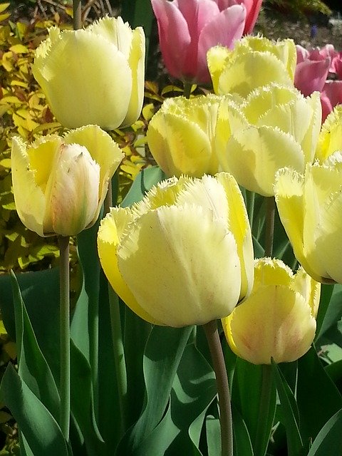 Free download Tulips Yellow Flowers Spring -  free photo or picture to be edited with GIMP online image editor