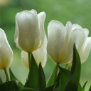 TULIP Theme  screen for extension Chrome web store in OffiDocs Chromium