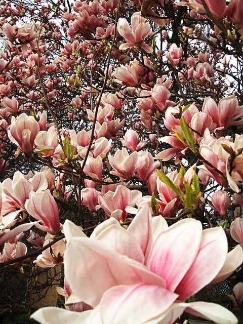 Ücretsiz indir Tulip Tree Blossom Bloom - GIMP çevrimiçi resim düzenleyici ile düzenlenecek ücretsiz fotoğraf veya resim