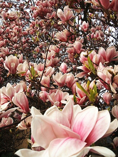 Free download Tulip Tree Blossom Bloom -  free photo or picture to be edited with GIMP online image editor