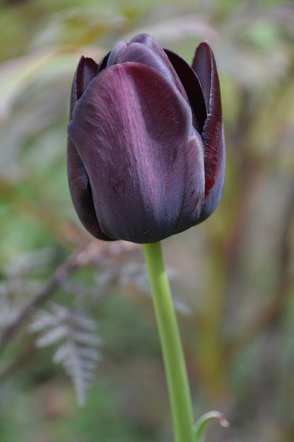Free download Tulip Tulipa Spring -  free photo or picture to be edited with GIMP online image editor