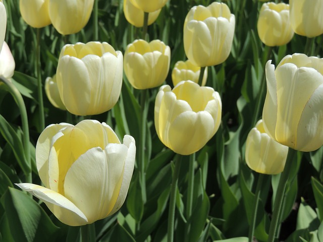 Free download tulip tulips flowers white yellow free picture to be edited with GIMP free online image editor