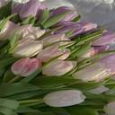 tulip wallpaper  screen for extension Chrome web store in OffiDocs Chromium