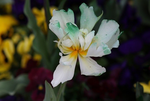 Download gratuito di Tulip White Garden: foto o immagini gratuite da modificare con l'editor di immagini online GIMP