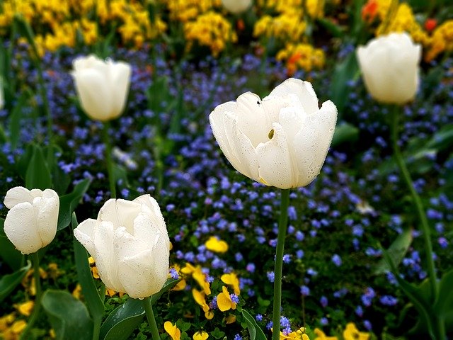 تنزيل Tulip White Pansy Forget Me - صورة مجانية أو صورة مجانية ليتم تحريرها باستخدام محرر الصور عبر الإنترنت GIMP