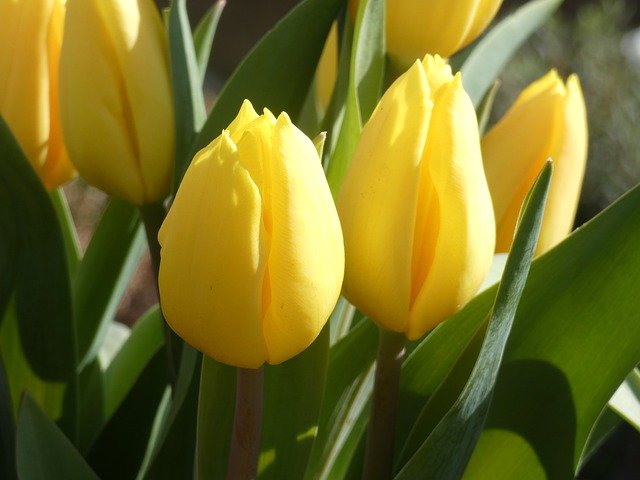 Download gratuito di Tulip Yellow: foto o immagini gratuite da modificare con l'editor di immagini online GIMP