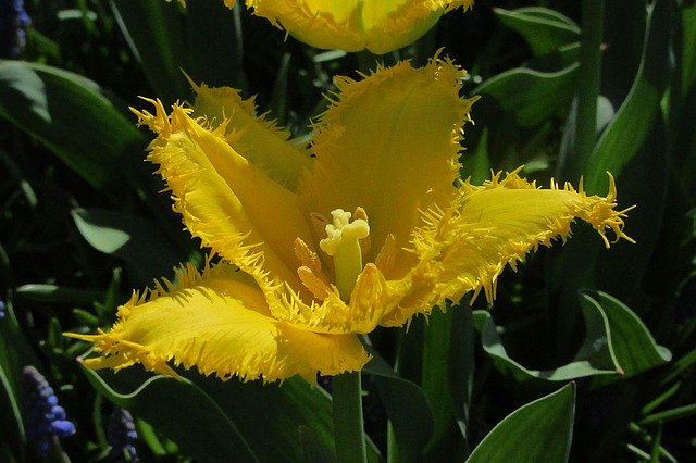 Free picture Tulip Yellow Colorful -  to be edited by GIMP free image editor by OffiDocs