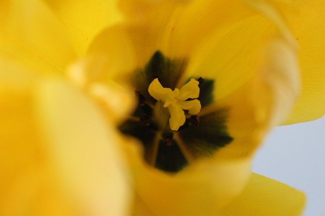 Scarica gratuitamente Tulip Yellow Inside: foto o immagini gratuite da modificare con l'editor di immagini online GIMP