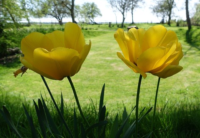 Descărcare gratuită Tulip Yellow Spring - fotografie sau imagine gratuită pentru a fi editată cu editorul de imagini online GIMP