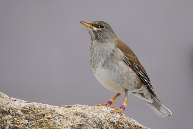 Free download turdus pallidus bird pale thrush free picture to be edited with GIMP free online image editor