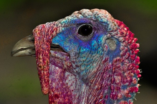 Descărcare gratuită Turkey Animals Bird - fotografie sau imagini gratuite pentru a fi editate cu editorul de imagini online GIMP