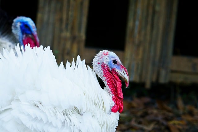 Free download turkey bird animal domestic animal free picture to be edited with GIMP free online image editor