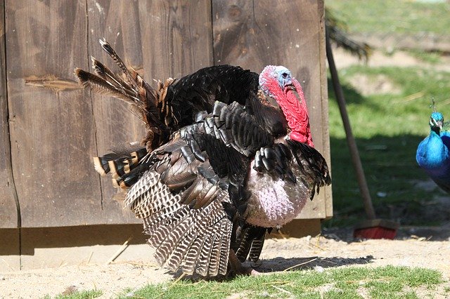 Kostenloser Download Turkey Bird Feather - kostenloses kostenloses Foto oder Bild zur Bearbeitung mit GIMP Online-Bildbearbeitung