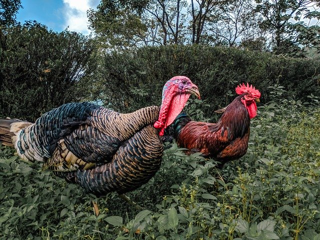 Kostenloser Download Truthahn-Hühnerfarm - kostenloses Foto oder Bild zur Bearbeitung mit GIMP Online-Bildbearbeitung