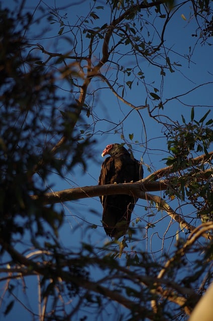 Free download turkey hawk hawk bird nature free picture to be edited with GIMP free online image editor