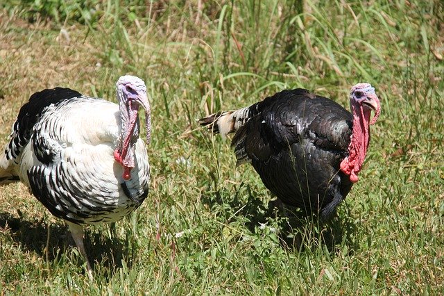 Téléchargement gratuit d'oiseau mâle de dinde - photo ou image gratuite à éditer avec l'éditeur d'images en ligne GIMP