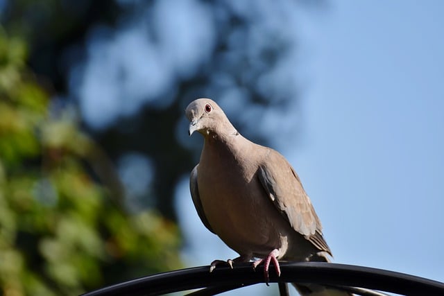 Free download turkey pigeon collared pigeon bird free picture to be edited with GIMP free online image editor