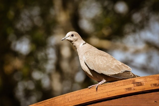 Free download turkey pigeon dove nature bird free picture to be edited with GIMP free online image editor