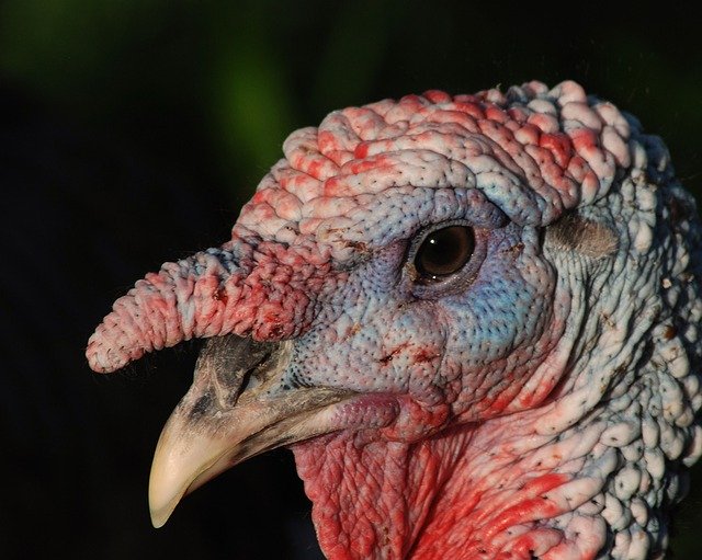 Free download Turkey Poultry Livestock Free -  free photo or picture to be edited with GIMP online image editor