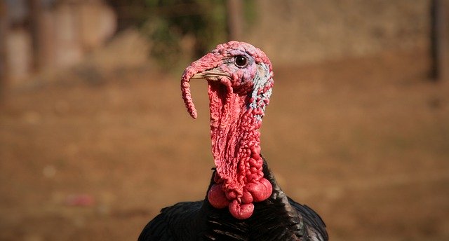 Free picture Turkey Puter Poultry Free -  to be edited by GIMP free image editor by OffiDocs