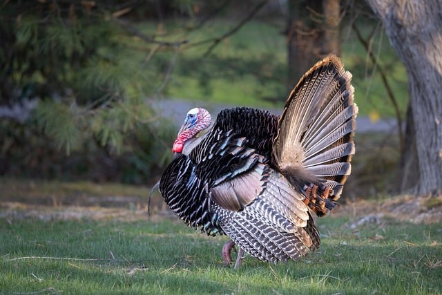 Free download turkeys birds wildlife feathers free picture to be edited with GIMP free online image editor