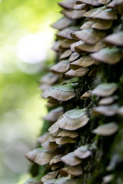 Free download turkey tail mushroom mushroom free picture to be edited with GIMP free online image editor