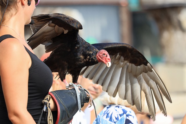 Free download turkey vulture beak falconry free picture to be edited with GIMP free online image editor