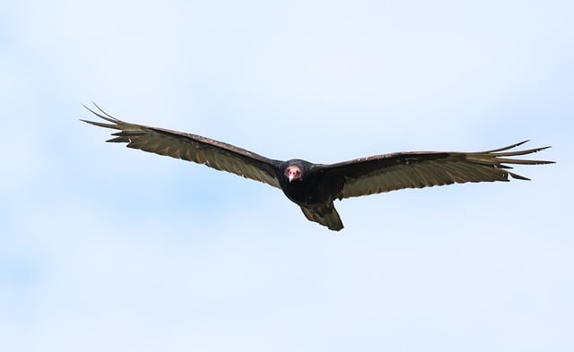 Free download turkey vulture bird nature wildlife free picture to be edited with GIMP free online image editor
