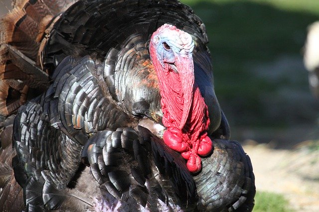 Free download Turkey Wild Animal Poultry -  free free photo or picture to be edited with GIMP online image editor