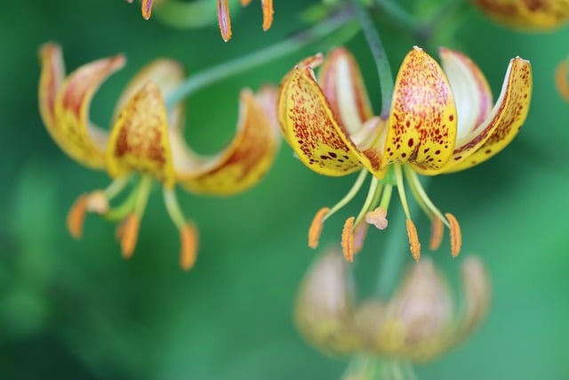 Free download turks cap lily lily nature free picture to be edited with GIMP free online image editor